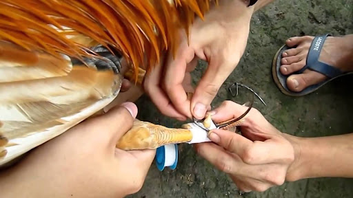 Chuẩn Bị Trước Khi Bắt Đầu Lên Cựa Gà