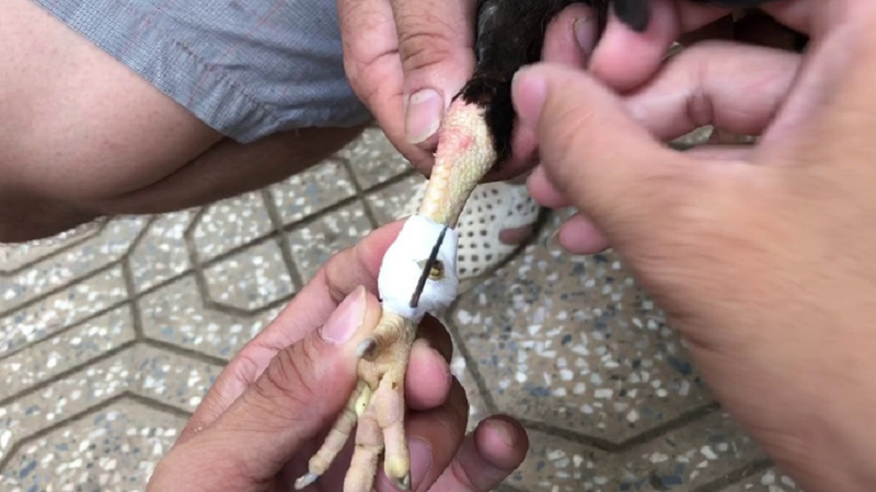 Hướng Dẫn Lên Cựa Gà Chi Tiết Từng Bước