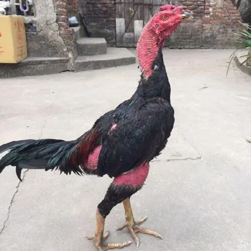 Kinh Doanh Và Thị Trường Gà Đòn