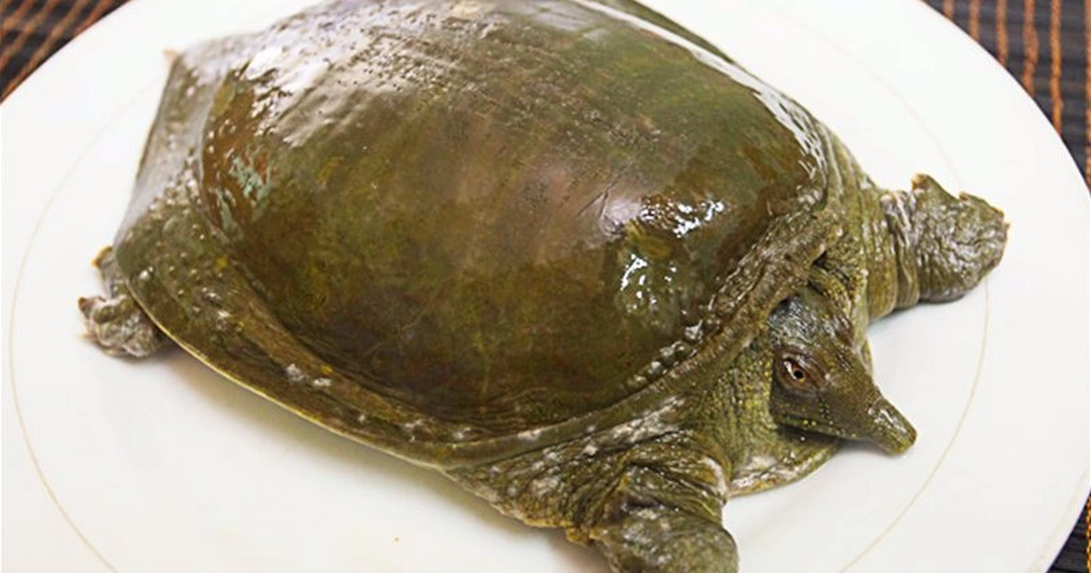 Mơ Thấy Ba Ba Bò Vào Nhà