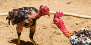 Thuật Ngữ Đá Gà Là Gì? Định Nghĩa Chi Tiết