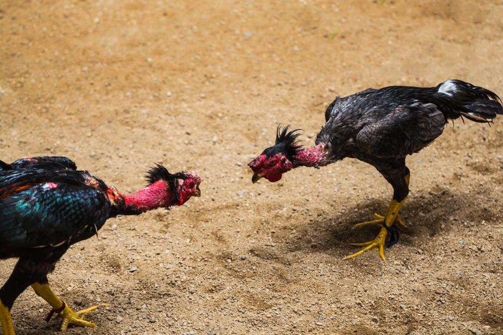 Nhóm Thuật Ngữ Về Cơ Thể Gà